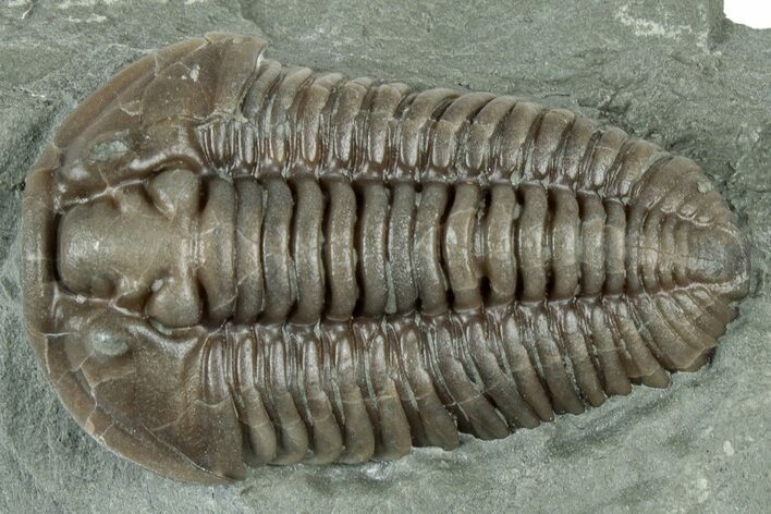 Prone Flexicalymene Trilobite - Ohio #319123